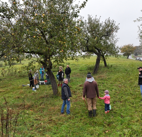 Große Apfelsammelaktion in Fürstenau